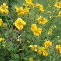 Geum x 'Mrs J.Bradshaw'